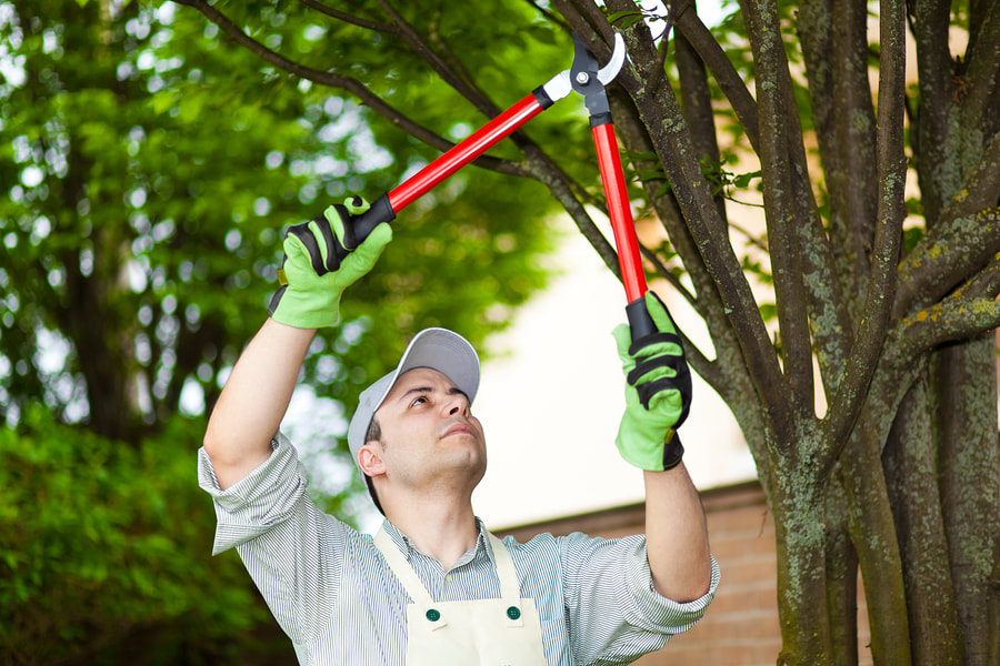 Tree Service in Jackson Ms